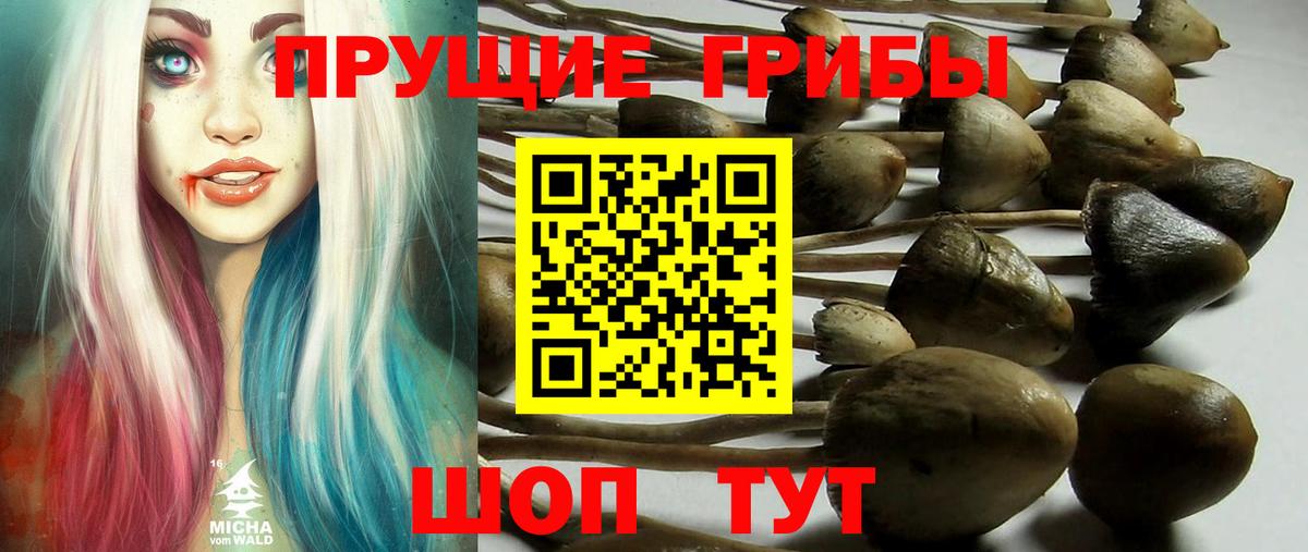 Новочеркасск  где продают   Вход с VPN  Галлюциногенные грибы Psilocybe 